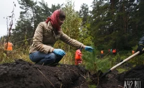 В Кемерове за день высадят более 1 700 деревьев
