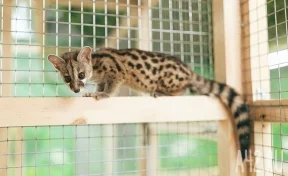 Кузбассовцы попросили власти проверить передвижной зоопарк в пгт Яшкино