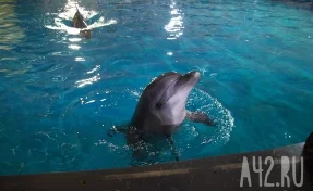 Кемеровчане станут участниками театрализованного шоу дельфинов