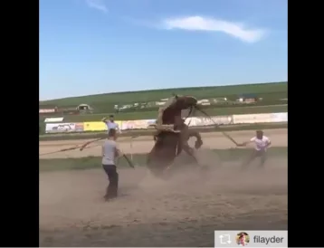 Фото: Пользователей Сети возмутил конкурс с перетягиванием кузбасского коня 1