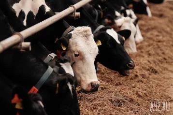 Фото: В Кузбассе фермерская компания доила коров с опасной инфекцией 1