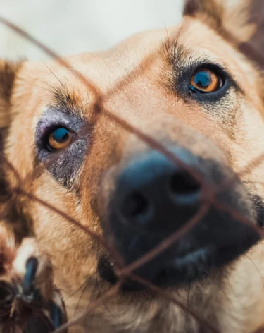 Власти назвали причину карантина по бешенству в Топкинском округе 