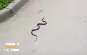 Фото: Змея в кемеровском дворе попала на видео 1