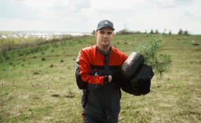 «Кузбассразрезуголь» высадил 150 000 деревьев на отвалах для восстановления земель