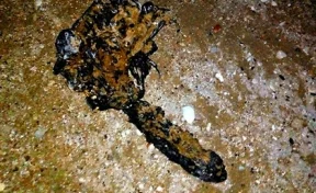 В Севастополе на пляже нашли загадочное существо со щупальцами