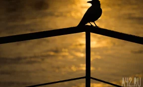 До +14: синоптики рассказали о погоде в Кузбассе 2 апреля