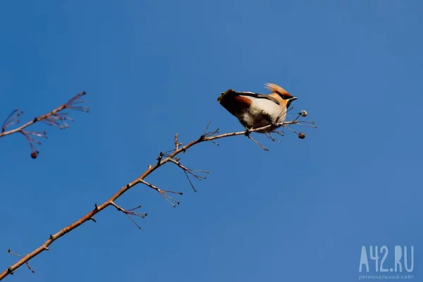 Биолог опроверг распространённое мнение о свиристелях-пьяницах