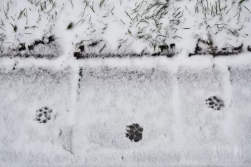 Фото: Лёг и не тает: в Шерегеше выпал снег 1