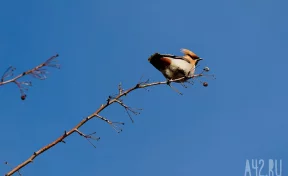 Биолог опроверг распространённое мнение о свиристелях-пьяницах