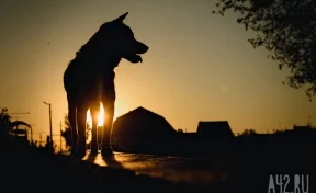 «Два дня ходила в крови»: неравнодушные кузбассовцы спасли собаку, облитую кислотой