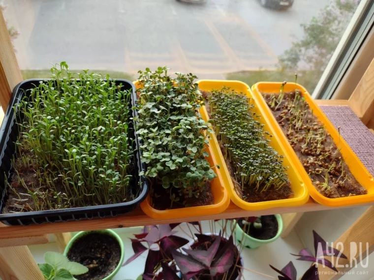 Фото: Огород на подоконнике: как вырастить микрозелень, огурцы и авокадо, не выходя из дома 2