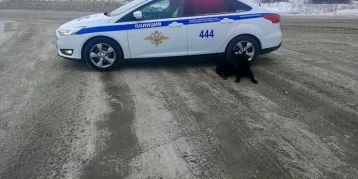 Фото: Заблудившаяся собака пришла за помощью к полицейским в Новокузнецке 1