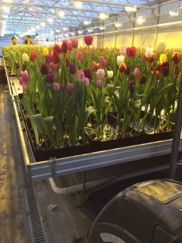 Фото: Праздник цветов: как выбрать хорошие тюльпаны 5