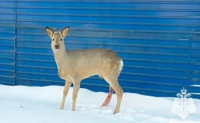 В Кузбассе добровольные пожарные спасли раненую косулю