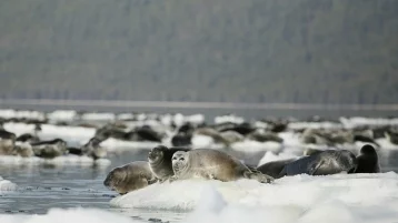 Фото: На берегах Байкала тысячи нерп, дрейфующих на льдинах, попали на фото   4