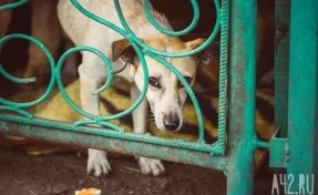 В Госдуму внесли законопроект о передаче в приюты животных без владельцев 