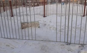 Жители кузбасского города разобрали забор школы ради короткой дороги в супермаркет