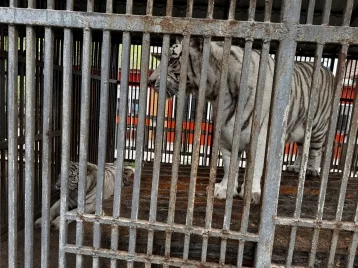 Фото: Cотрудник мариупольского зоопарка погиб после нападения тигра 1