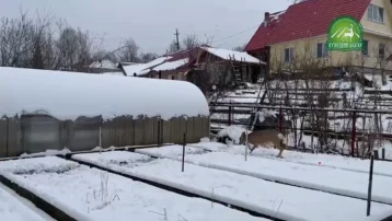 Фото: В Кузбассе косуля забралась на приусадебный участок 1