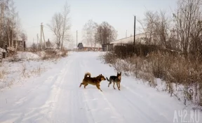 В Томске возбудили дело после нападения бездомной собаки на ребёнка 