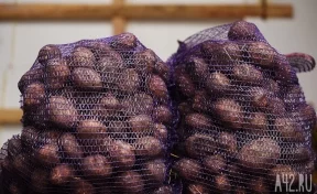 Наш картофель ждут за рубежом: как фермеры из Кузбасса выходят на международный рынок
