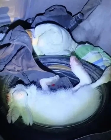 Фото: <a href=https://vk.com/dlkkuzbassa?w=wall-200752967_9091>Минлескомплекса и охотхозяйства Кузбасса </a>/ «ВКонтакте»