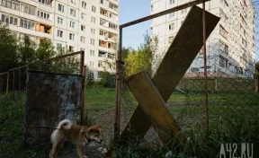Власти Кемерова ответили на вопрос об организации новых площадок для выгула собак