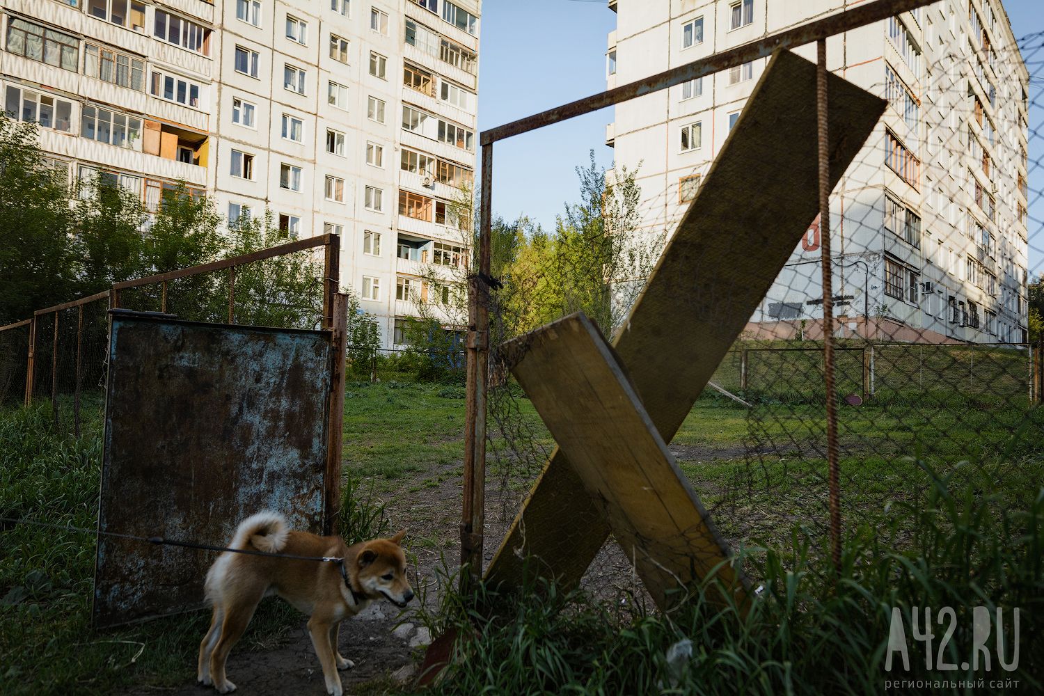 Власти Кемерова ответили на вопрос об организации новых площадок для выгула собак