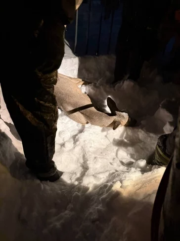 Фото: В Кузбассе косуля забежала в город и застряла в заборе школы 2