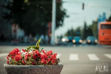 Фото: Городские цветы: Кемерово украсят миллионом бархатцев и петуний 1