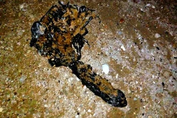 Фото: В Севастополе на пляже нашли загадочное существо со щупальцами 1