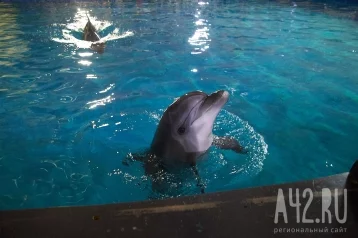 Фото: Кемеровчане станут участниками театрализованного шоу дельфинов 1