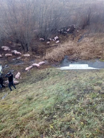 Фото: На кузбасской трассе перевернулась перевозившая свиней фура 3