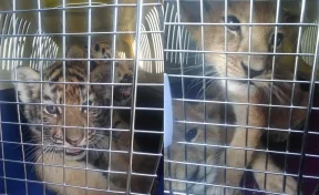 Таможенники остановили мужчину, который пытался вывезти львят и тигрят из России в Казахстан 