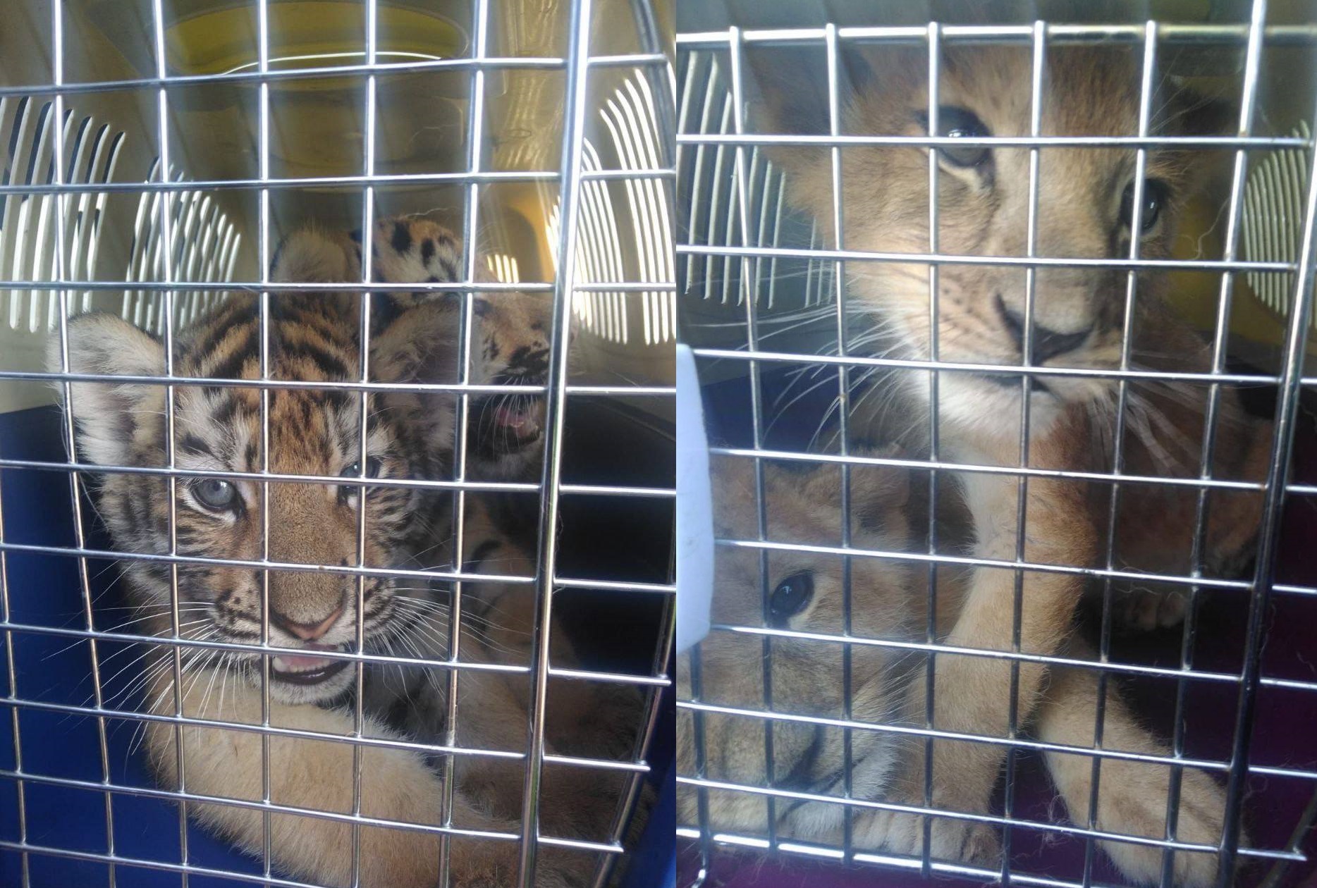 Таможенники остановили мужчину, который пытался вывезти львят и тигрят из России в Казахстан 
