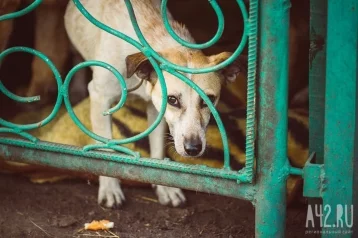 Фото: В Госдуму внесли законопроект о передаче в приюты животных без владельцев  1
