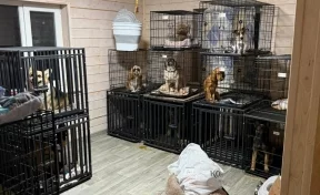 В Чехове на хозяйку зоогостиницы возбудили дело о жестоком обращении с животными