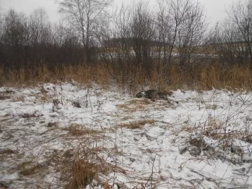 Фото: В Кузбассе охотник незаконно застрелил лосёнка: возбуждено уголовное дело 1