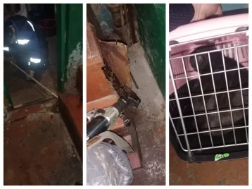 Фото: В Кузбассе спасатели пришли на помощь коту, застрявшему в подъезде 1