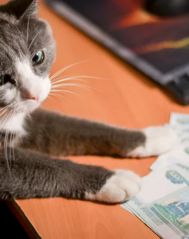 Кузбассовец потратил сбережения сожительницы, потому что их было слишком много 