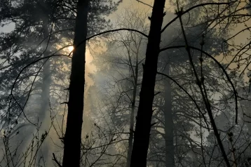 Фото: Кузбасские синоптики предупредили о высокой пожароопасности 1