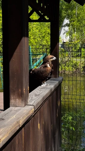 Фото: Сразу пять чёрных коршунов вернули в дикую природу в заповеднике «Кузнецкий Алатау» 5