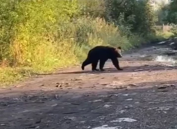 Фото: Вышел к людям: в Кузбассе полиция помогла вернуть медведя в лес 1