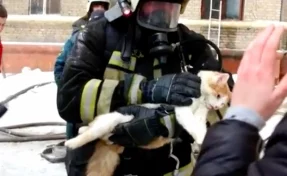 Поступок волгоградских спасателей, откачавших умирающего кота, восхитил пользователей Сети