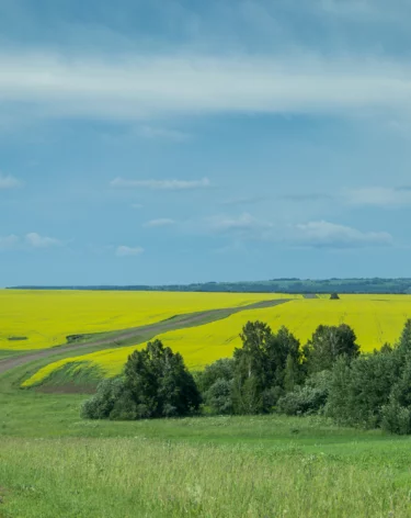 «Для сенокошения»: житель Кузбасса незаконно получил в аренду участок в 18 га