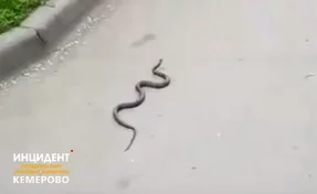 Змея в кемеровском дворе попала на видео
