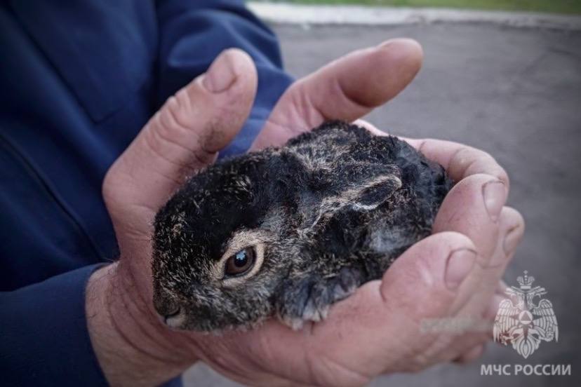 Тамбовские пожарные спасли из горящей сухой травы кролика Уголька