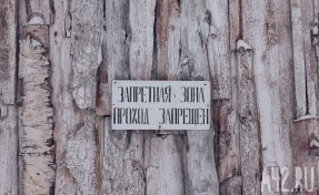 В Белове ввели карантин по бешенству на 60 суток