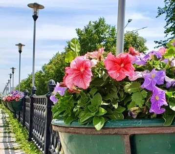 Фото: «Может, колючей проволокой обнести?»: мэр Новокузнецка показал, как воруют цветы с клумб 1