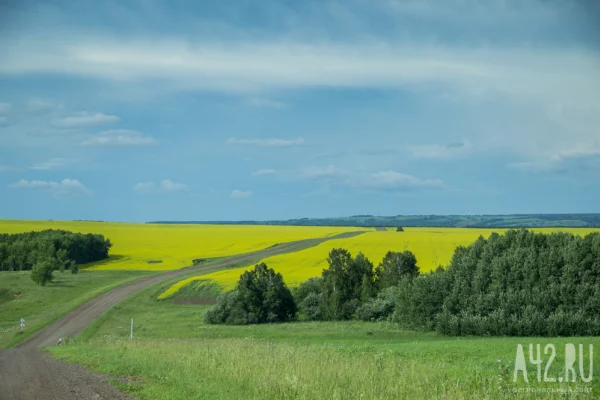 «Для сенокошения»: житель Кузбасса незаконно получил в аренду участок в 18 га